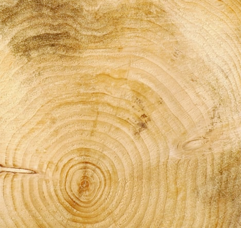 Vân gỗ tuyệt đẹp của gỗ Pơ mu trắng