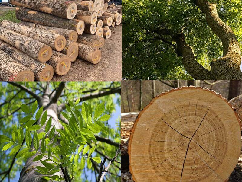 Cây tần bì một loại cây gỗ lớn, thường cao từ 15 - 20 mét, có nguồn gốc từ Trung Quốc