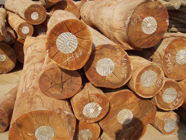 Các loại gỗ Chò Chỉ
