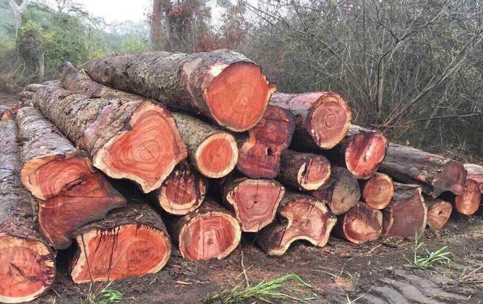 Giá thành của gỗ hương đỏ