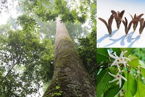 Gỗ chò chỉ có tốt không