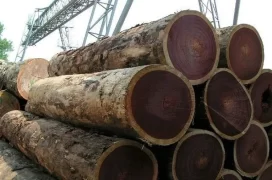 Gỗ lim thuộc nhóm mấy