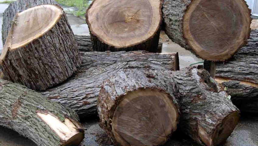 Gỗ óc chó tiếng anh có tên là Walnut