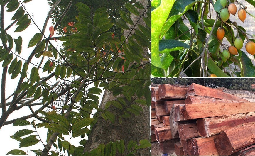 Gỗ sến thuộc nhóm mấy? Tìm hiểu bài viết dưới đấy.