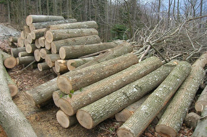 Gỗ tần bì - Thuộc nhóm gỗ tự nhiên 4