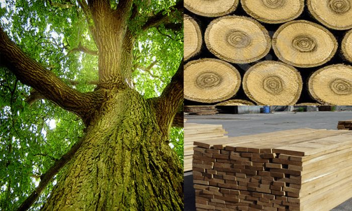 Gỗ tự nhiên sử dụng sản xuất nội thất