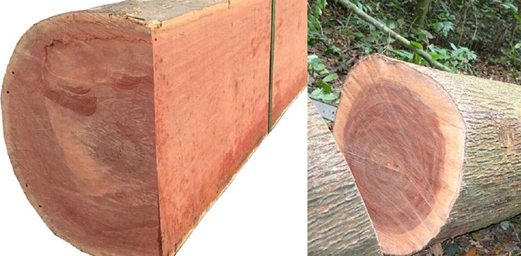 Gỗ xoan đào - Thuộc nhóm 6