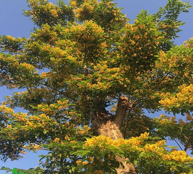 Cây hương huyết
