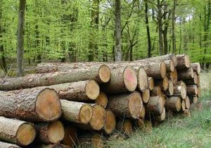 Các loại gỗ tự nhiên trong nội thất